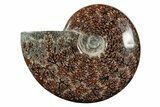 Polished Ammonite (Cleoniceras) Fossil - Madagascar #339114-1